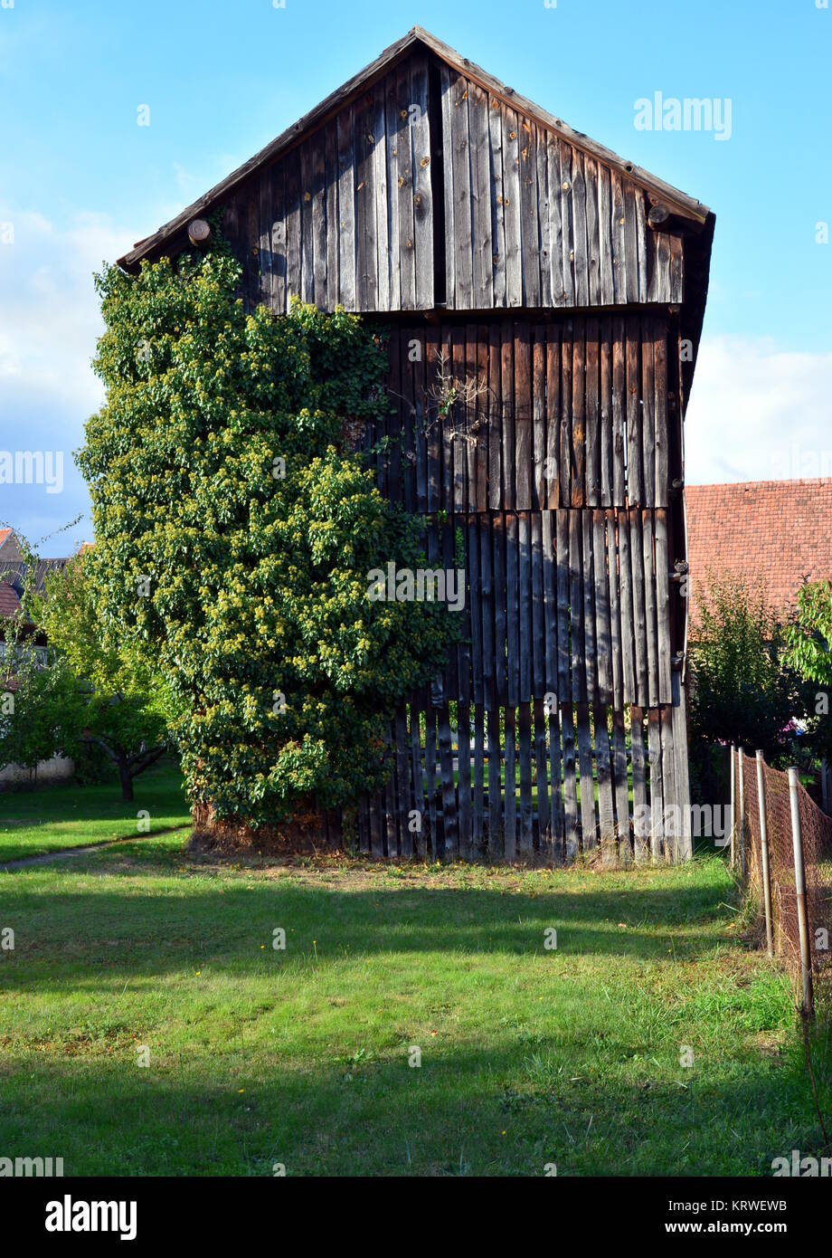 Tabac aller-retour hatzenbühl dans le sud du palatinat Banque D'Images