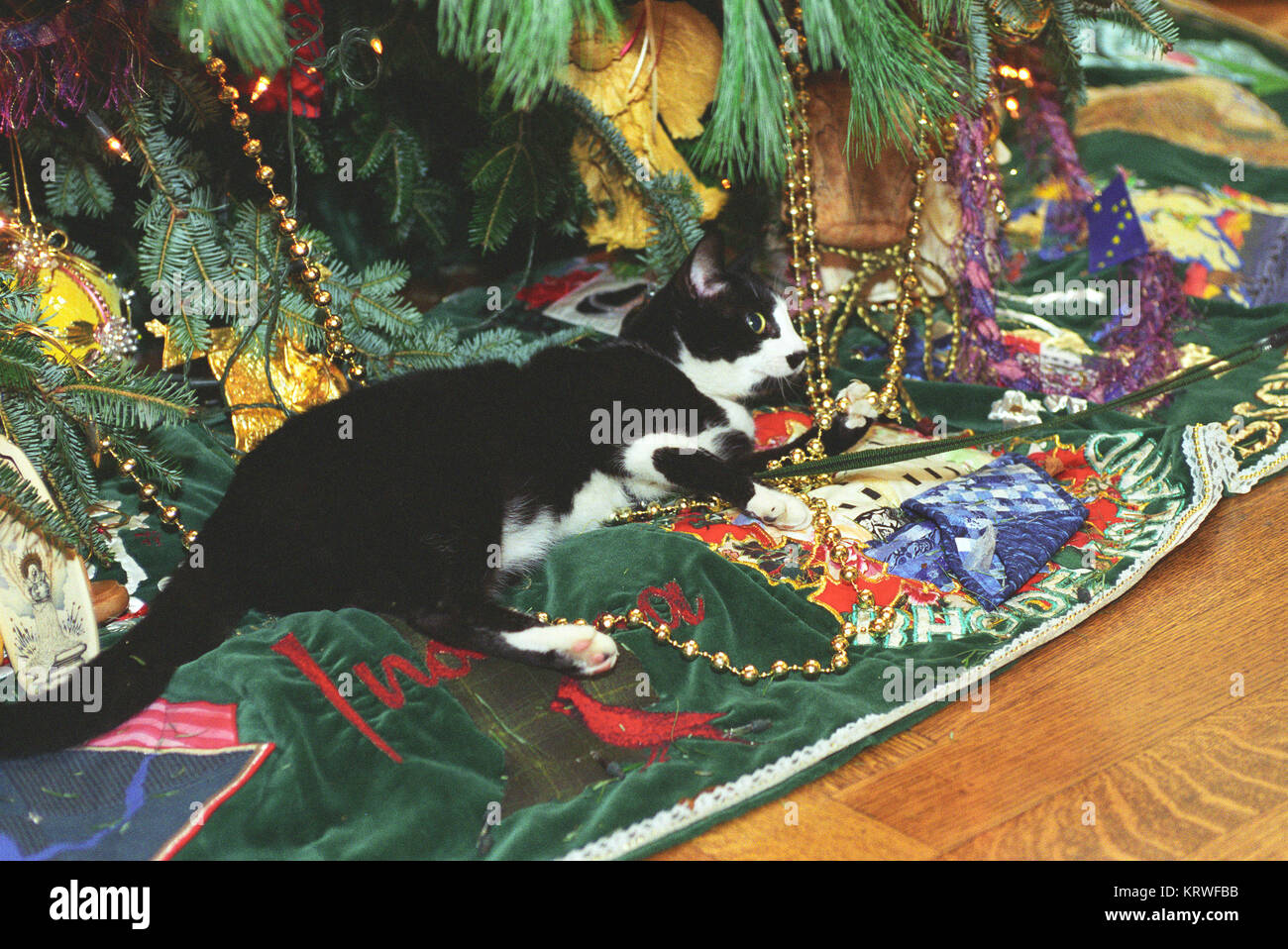 Photographie de chaussettes le chat pose à côté de la Maison Blanche, l'arbre de Noël 12 21 1993 Banque D'Images