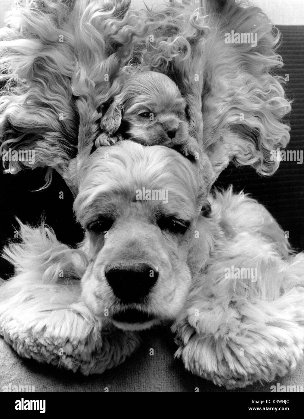 Chiot se cache entre les oreilles de la mère, l'Angleterre, Grande-Bretagne Banque D'Images