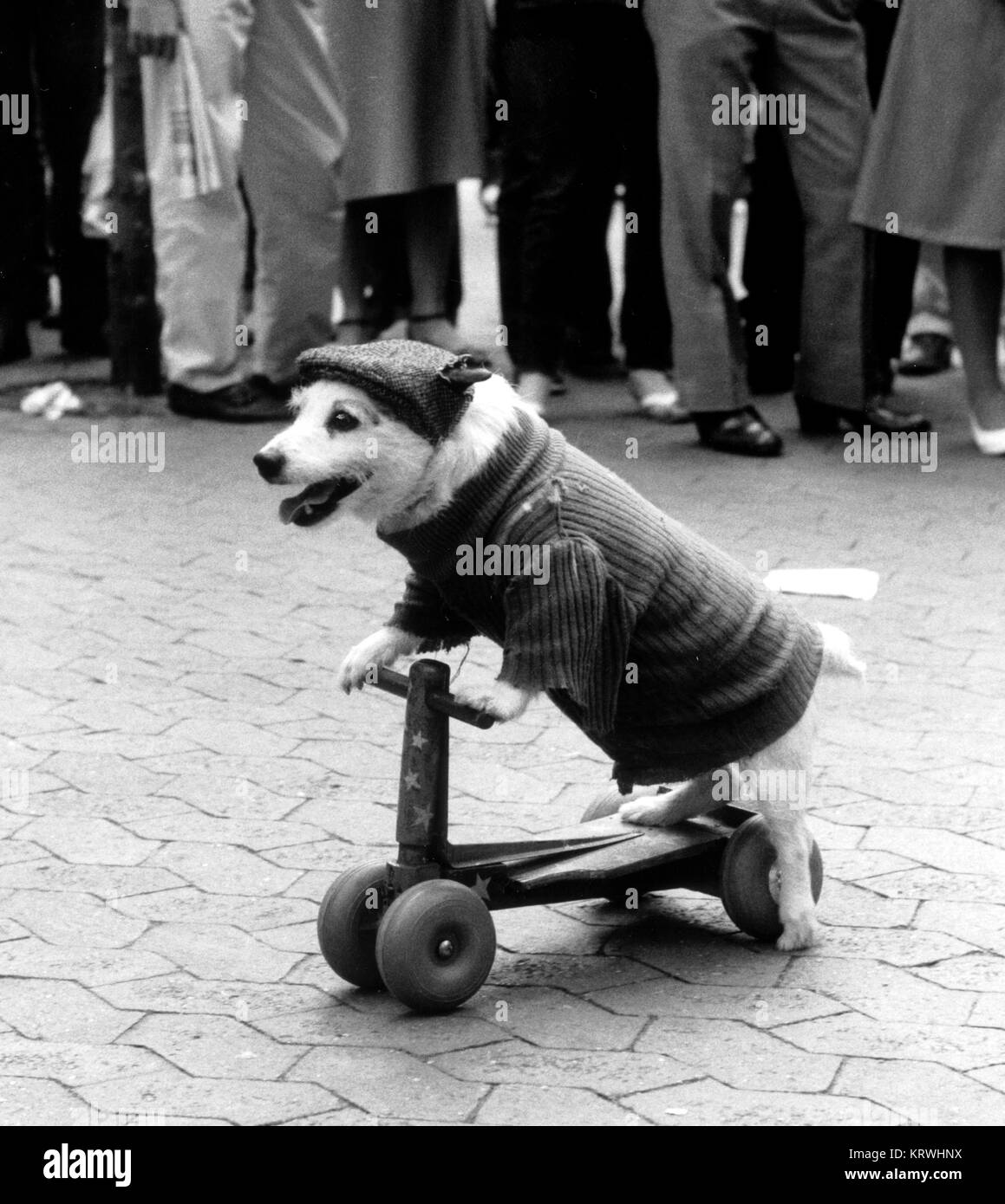 Les lecteurs de chien déguisé scooter, Angleterre, Grande-Bretagne Banque D'Images