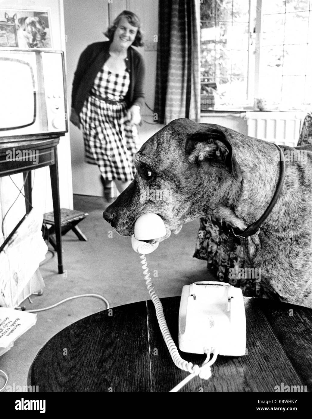 Dog holding téléphone récepteur, Angleterre, Grande-Bretagne Banque D'Images