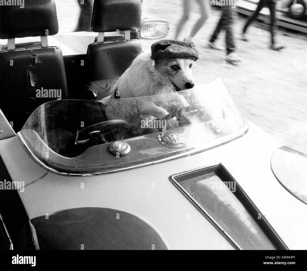 Jack Russell conduit une voiture, Angleterre, Grande-Bretagne Banque D'Images