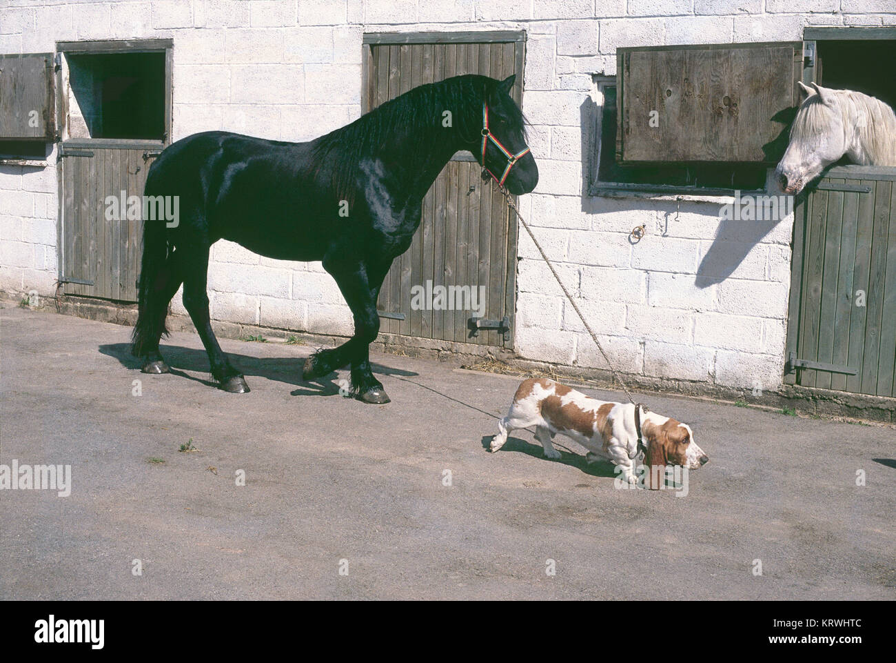 Beagle prend un cheval pour une promenade, Angleterre, Grande-Bretagne Banque D'Images