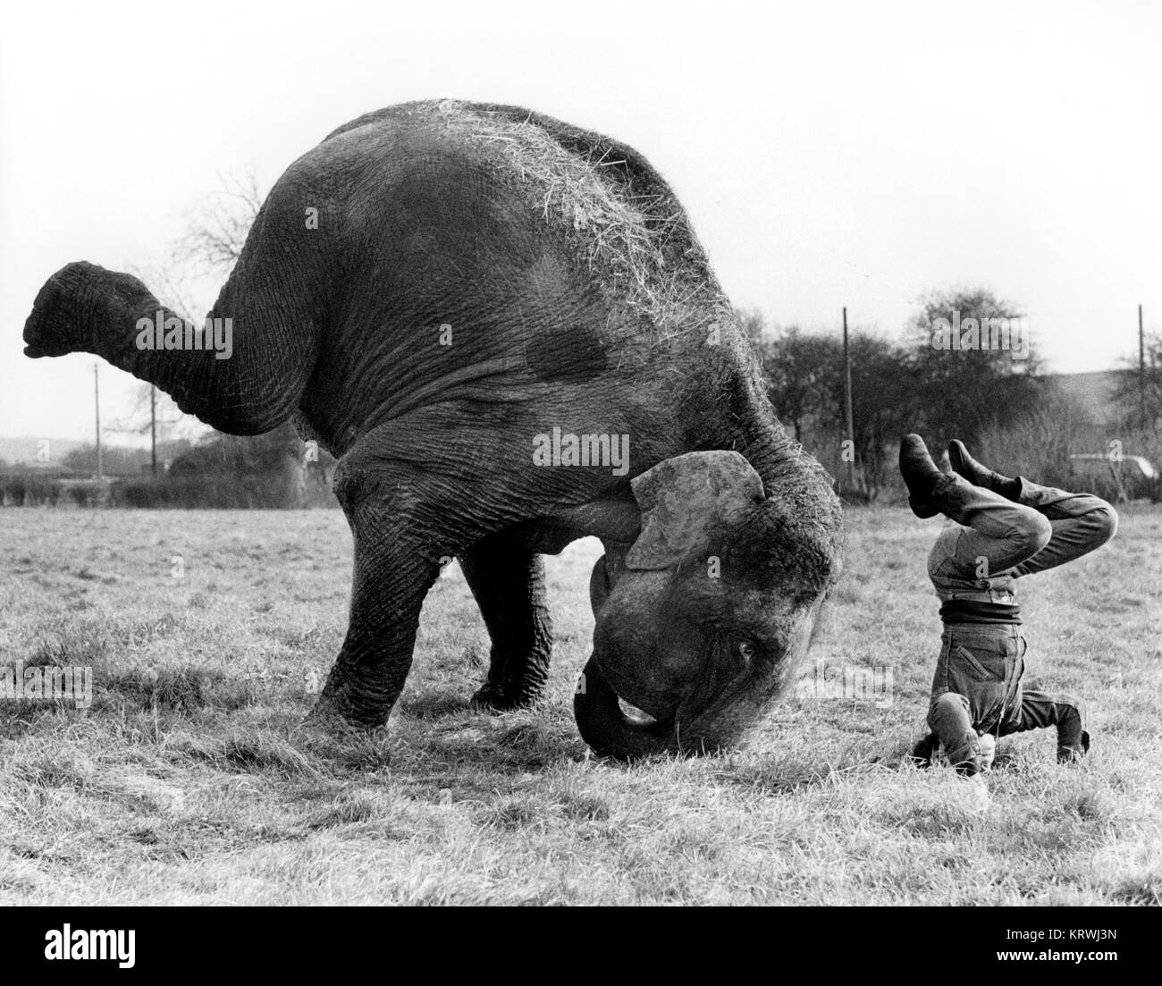 L'éléphant et un homme pratique wavecrest, Angleterre, Grande-Bretagne Banque D'Images