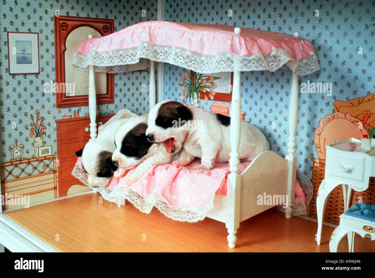 Chiots chien dans la maison de poupées, Angleterre, Grande-Bretagne Banque D'Images