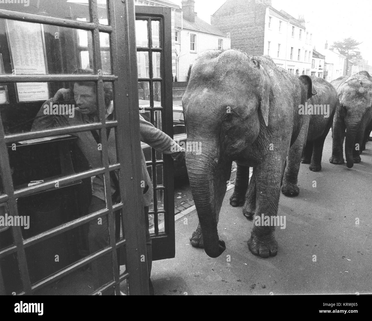 Les éléphants en face de cabine téléphonique, Angleterre, Grande-Bretagne Banque D'Images