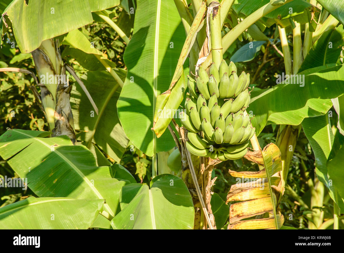 Photo de la banane et de bananiers Banque D'Images