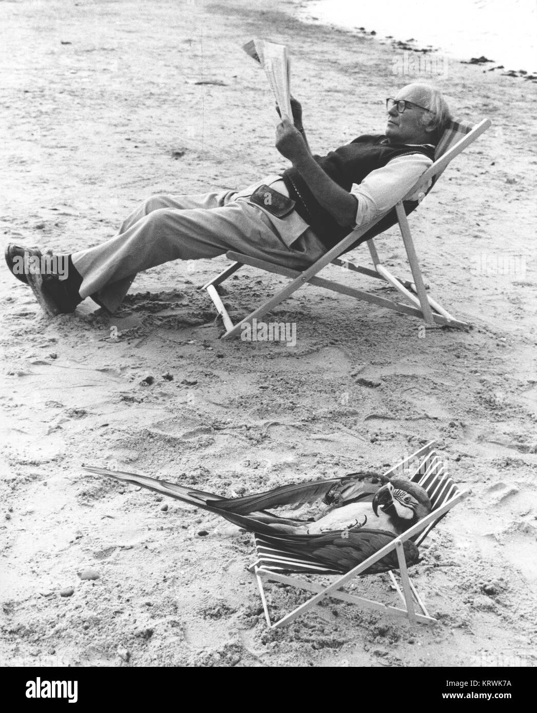 Parrot et l'homme dans une chaise, Angleterre, Grande-Bretagne Banque D'Images