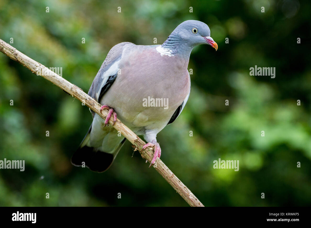 Ramier (Columba palumbus) Banque D'Images