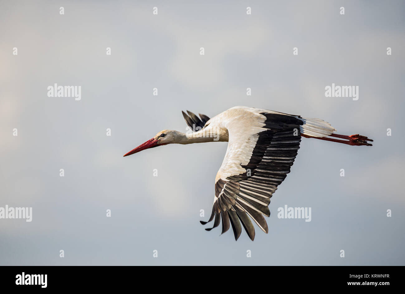 Stork photographiés dans leur environnement naturel. Banque D'Images