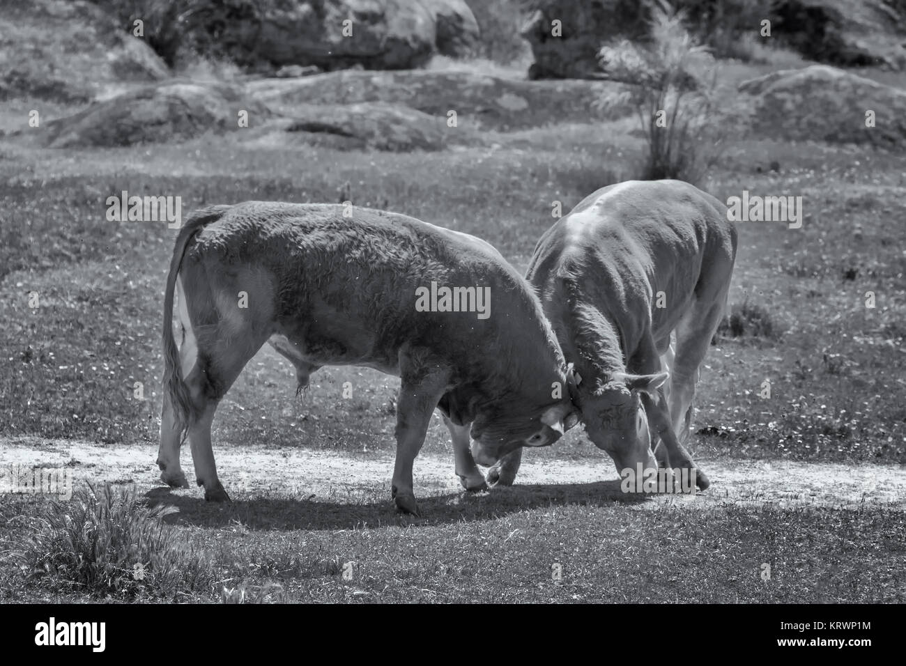 Deux taureaux de combats dans un pré, près de Malpartida de cà¡Cérès. L'Estrémadure. L'Espagne. Banque D'Images