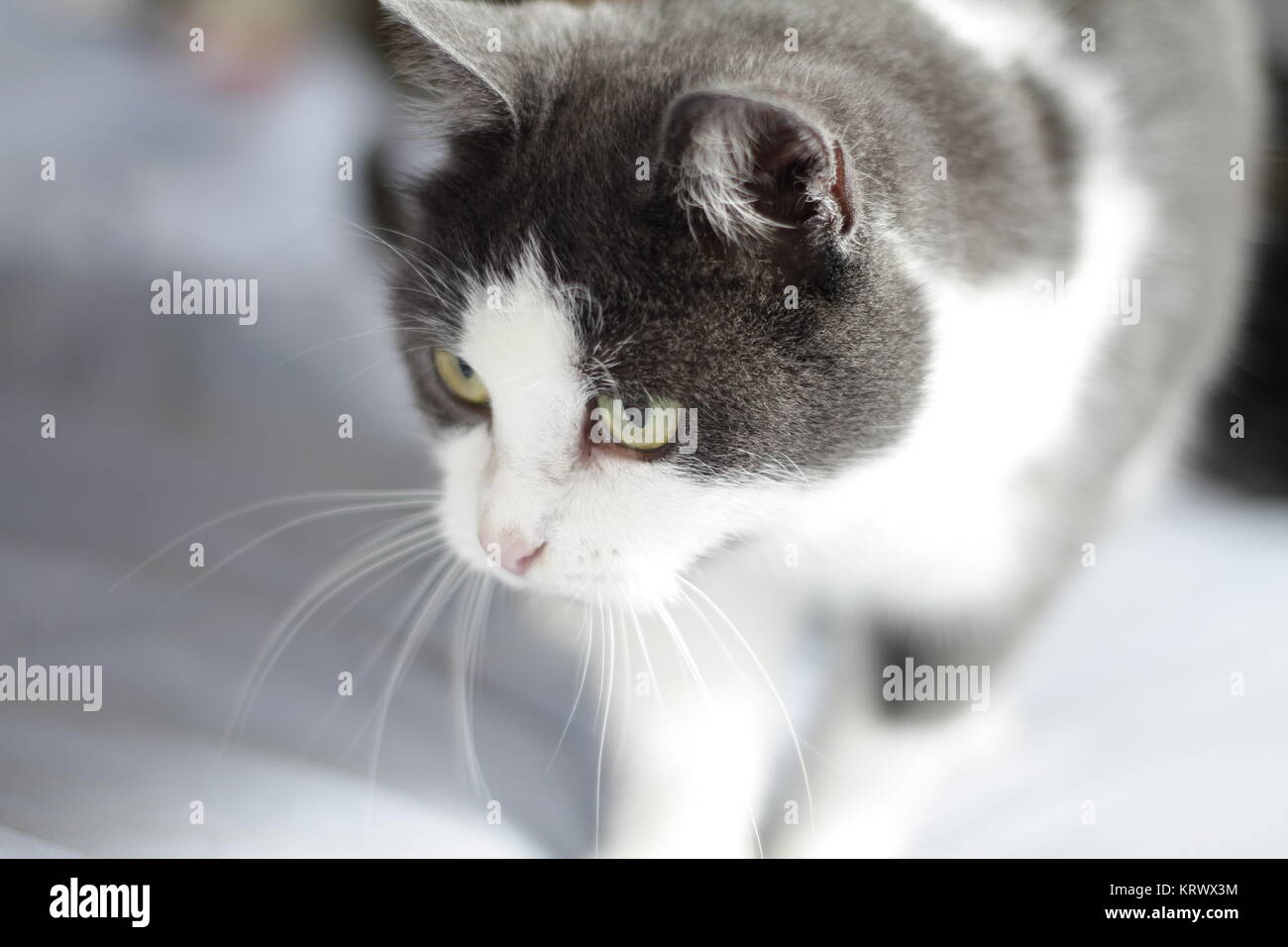 noir et blanc chatte photos Sonya Walger pipe