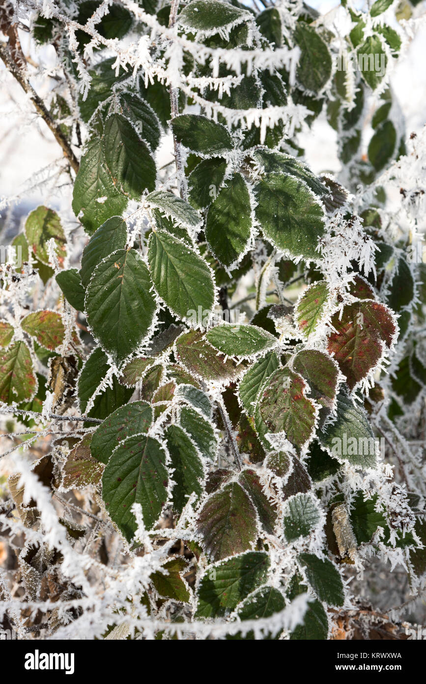 feuilles en hiver Banque D'Images