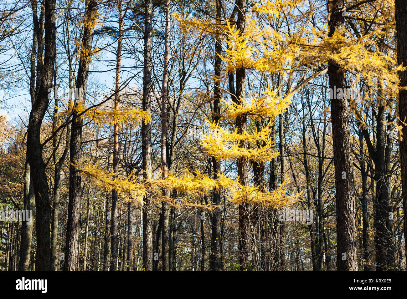 De branche jaune mélèze en forêt en automne Banque D'Images