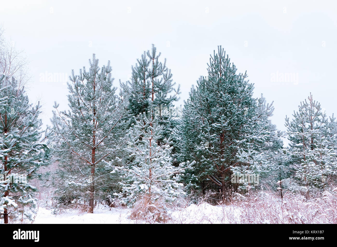 Sapins couverts de neige et de pins Banque D'Images