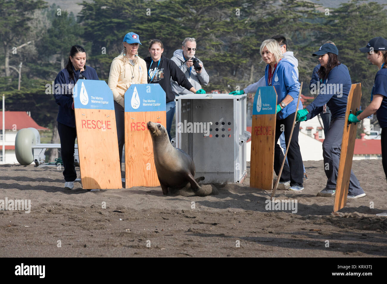 Le lion de mer de Californie d'être libérés après le sauvetage à Sausalito, Californie Banque D'Images