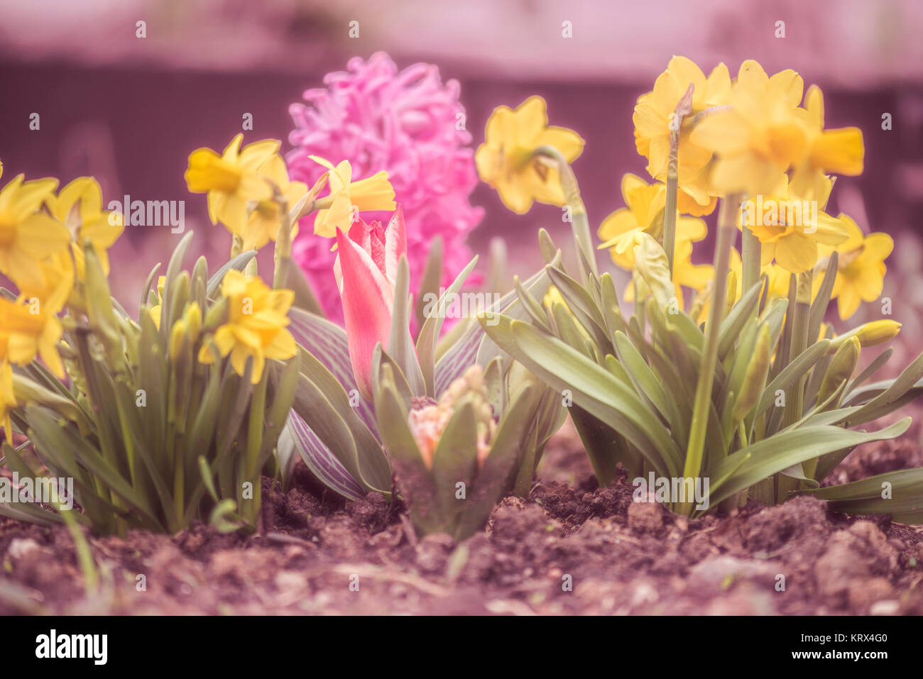 fleurs de printemps Banque D'Images