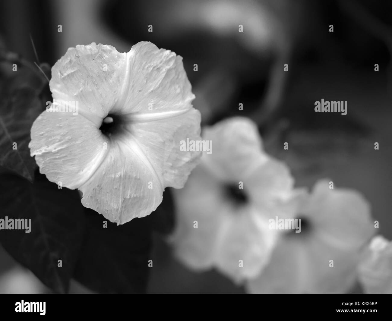 HIBISCUS Banque D'Images