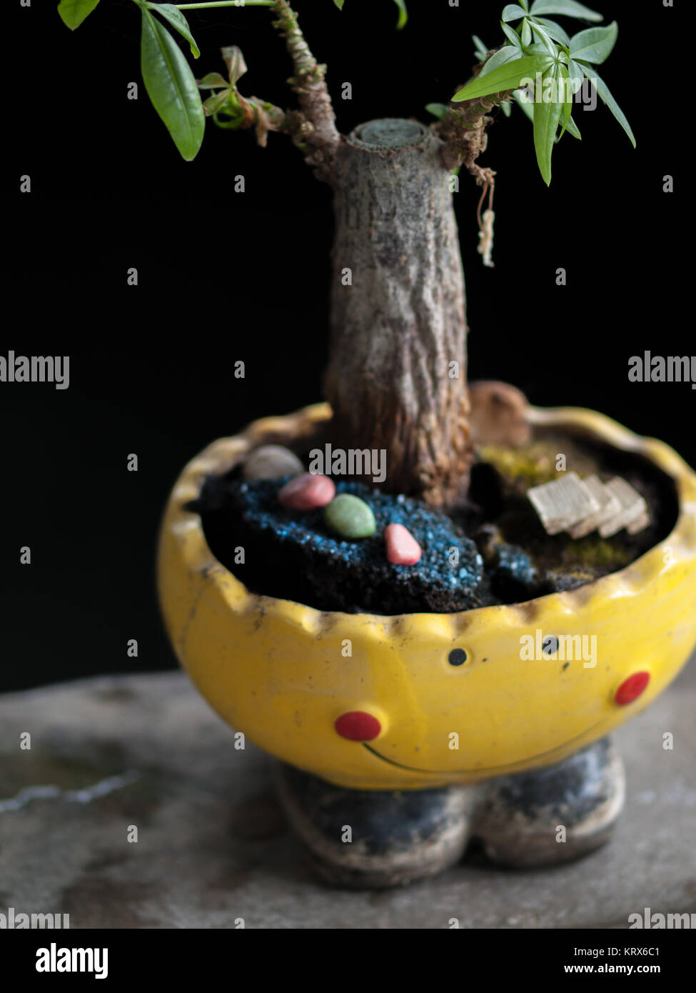 Petit arbre cultivé en pot de smileys Banque D'Images