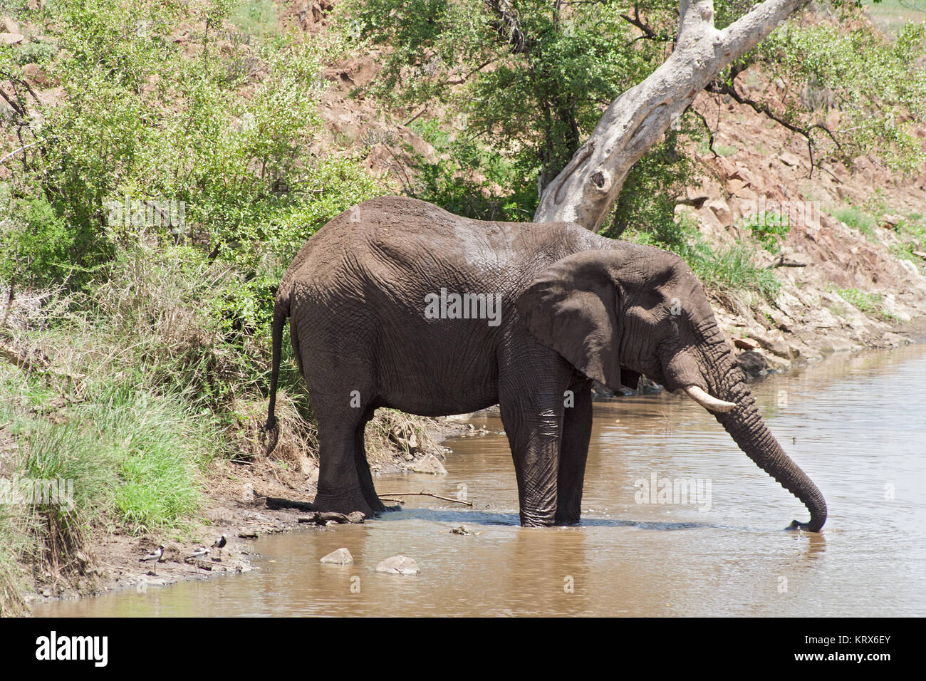 Un point d'eau potable à l'éléphant dans le Parc National Kruger, Afrique du Sud Banque D'Images Un point d'eau potable à l'éléphant dans le Parc National Kruger, Afrique du Sud Banque D'Images