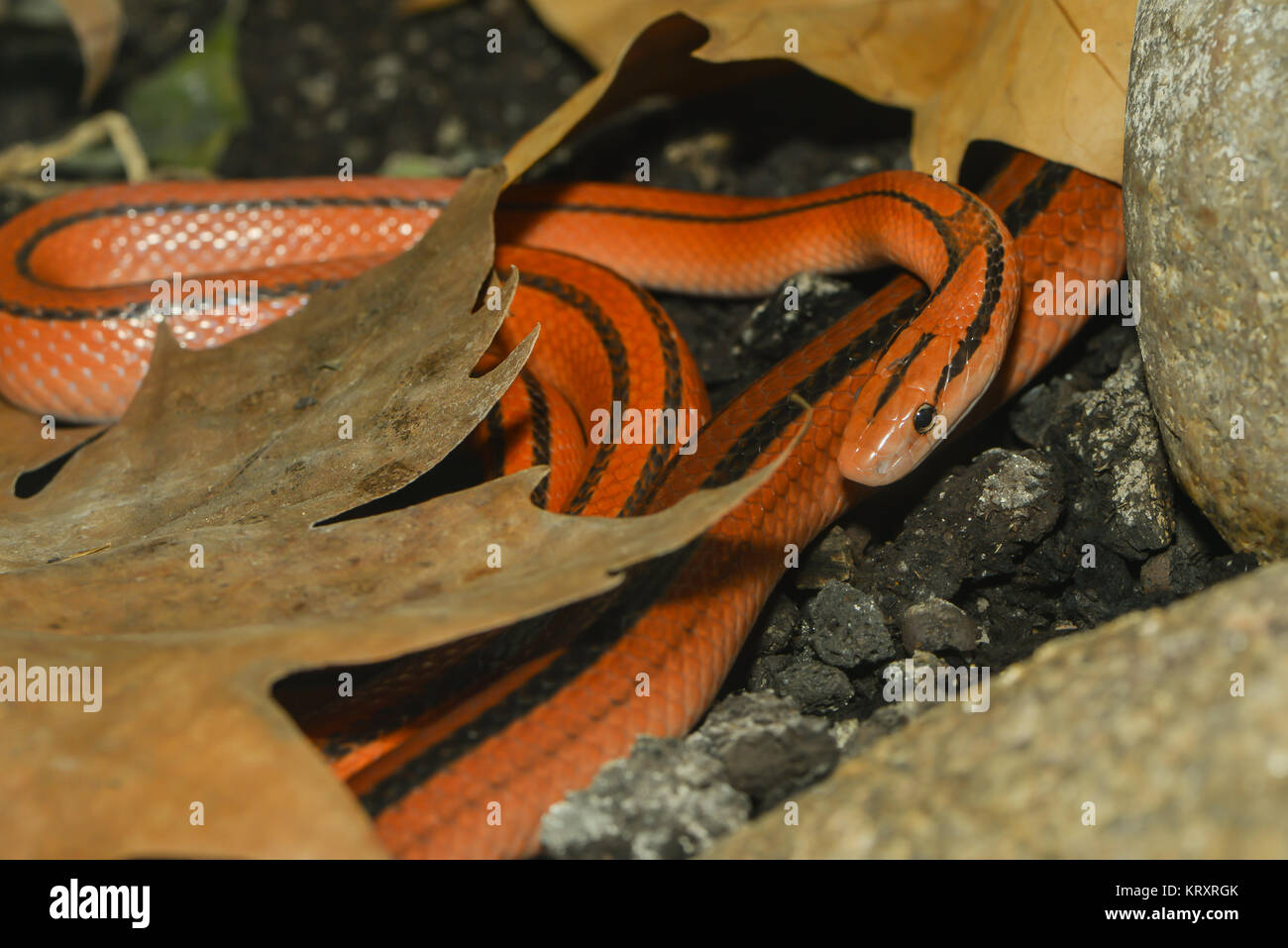 serpent de bambou rouge Banque D'Images