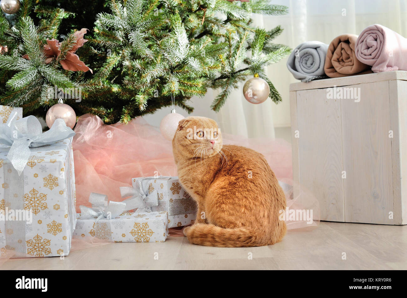 Chat domestique Scottish Fold close-up avec des cadeaux sous l'arbre de Noël. Maison de l'atmosphère et la chaleur et le confort de la maison. Banque D'Images