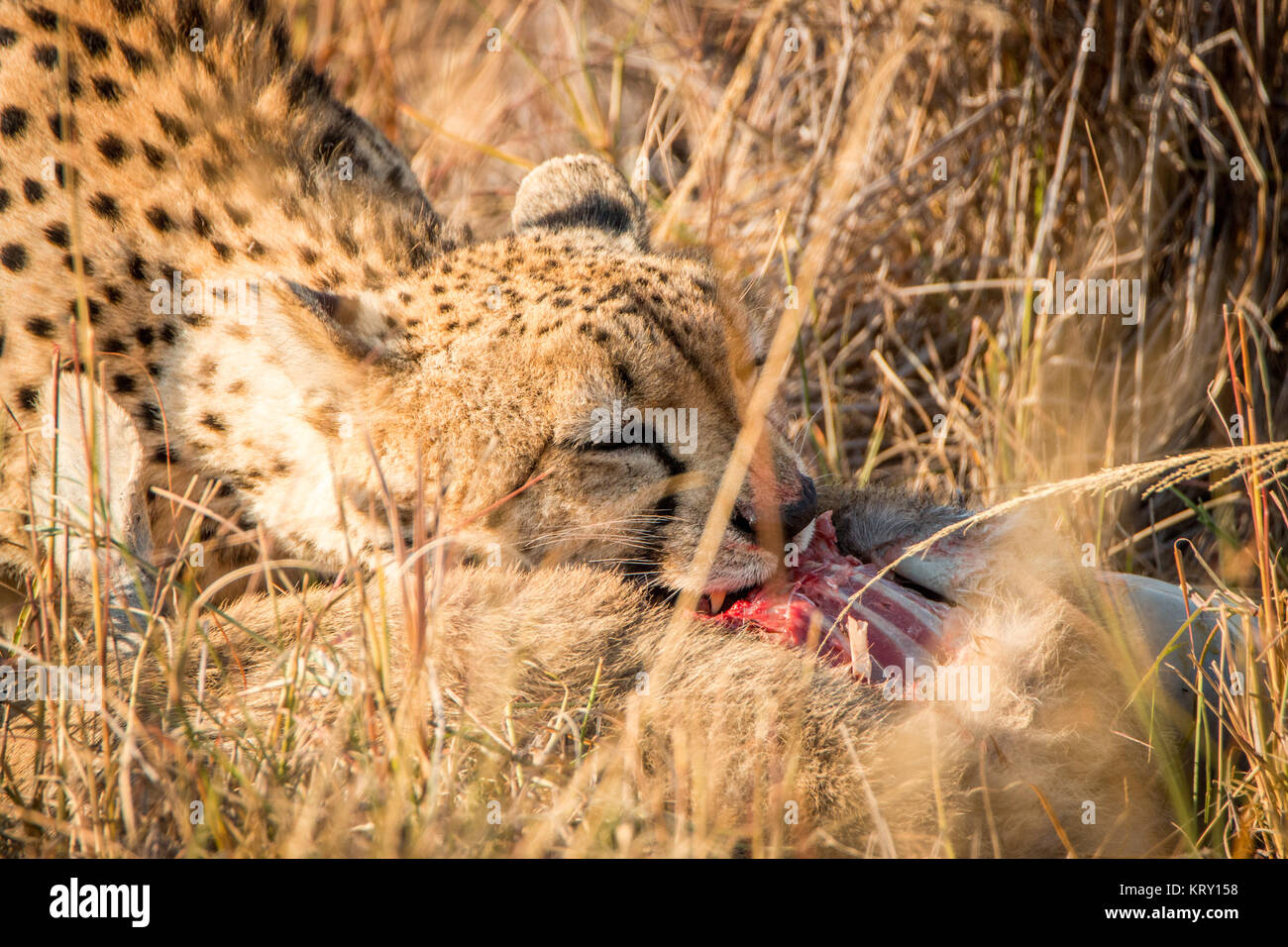 Cheetah dans le Parc National Kruger, Afrique du Sud. Banque D'Images