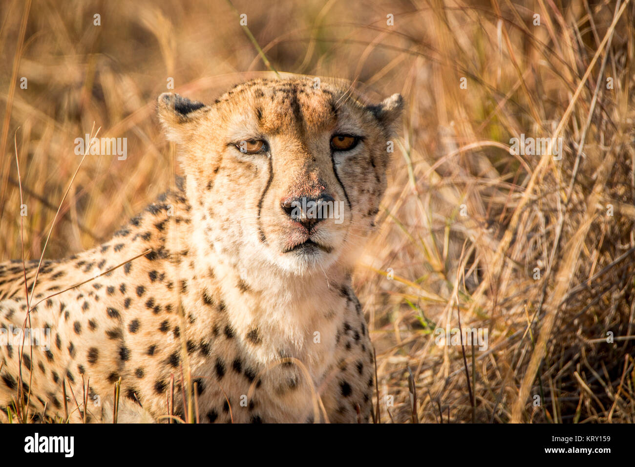 Cheetah dans le Parc National Kruger, Afrique du Sud. Banque D'Images