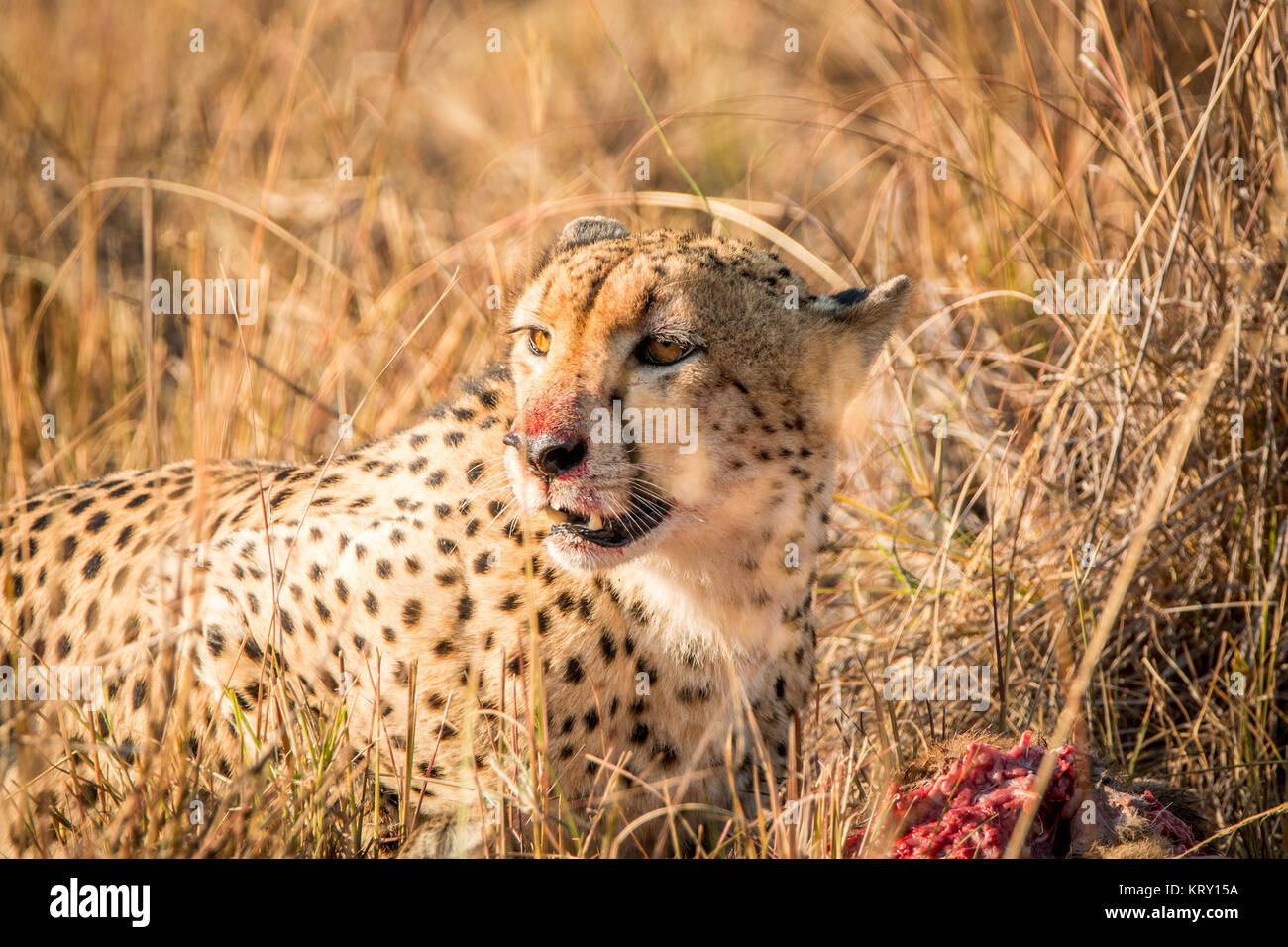 Cheetah dans le Parc National Kruger, Afrique du Sud. Banque D'Images