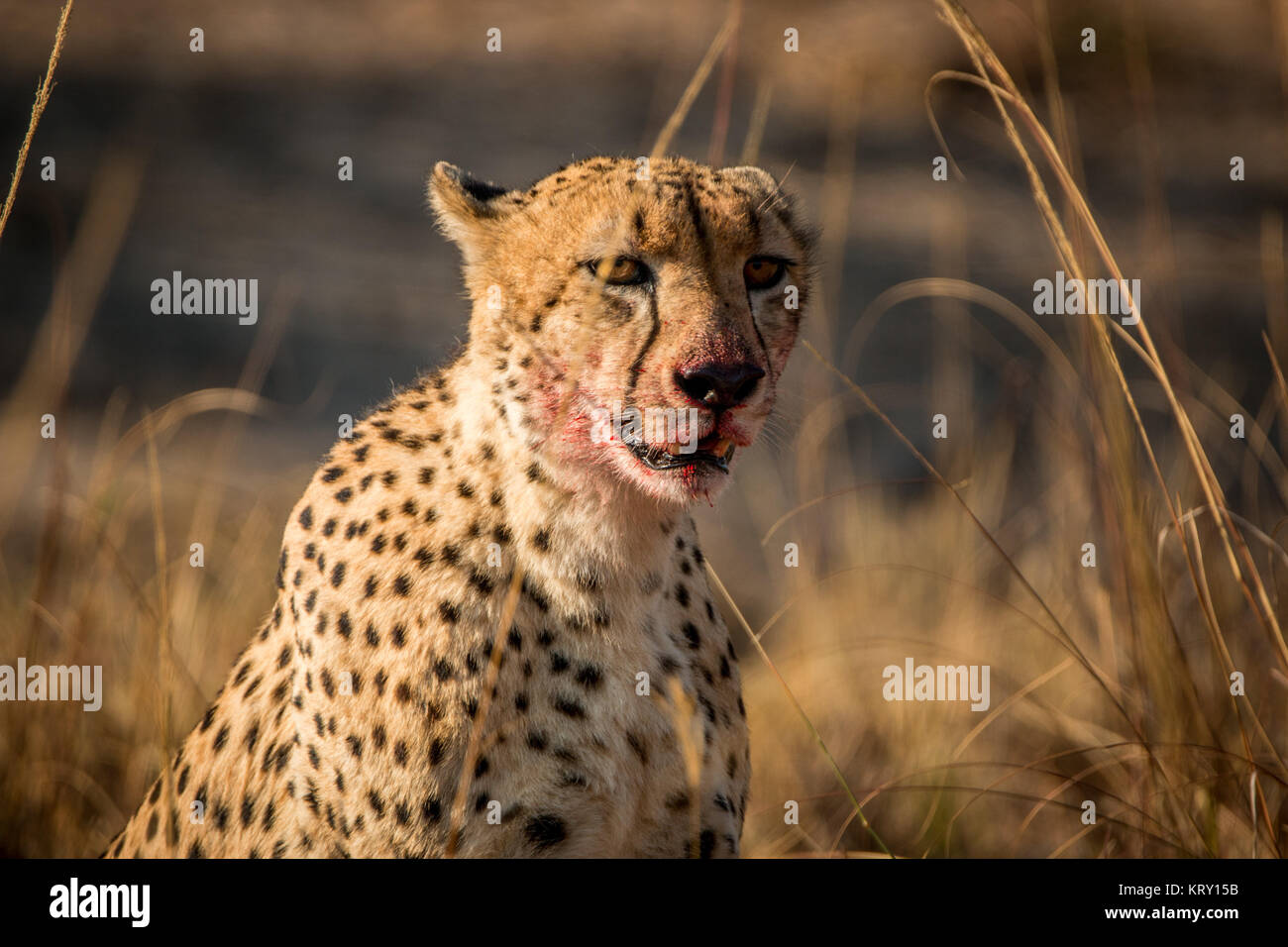 Cheetah dans le Parc National Kruger, Afrique du Sud. Banque D'Images