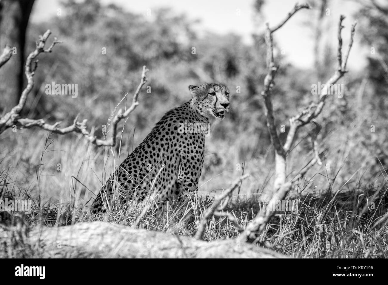 Superbe Guépard dans le Parc National Kruger, Afrique du Sud. Banque D'Images