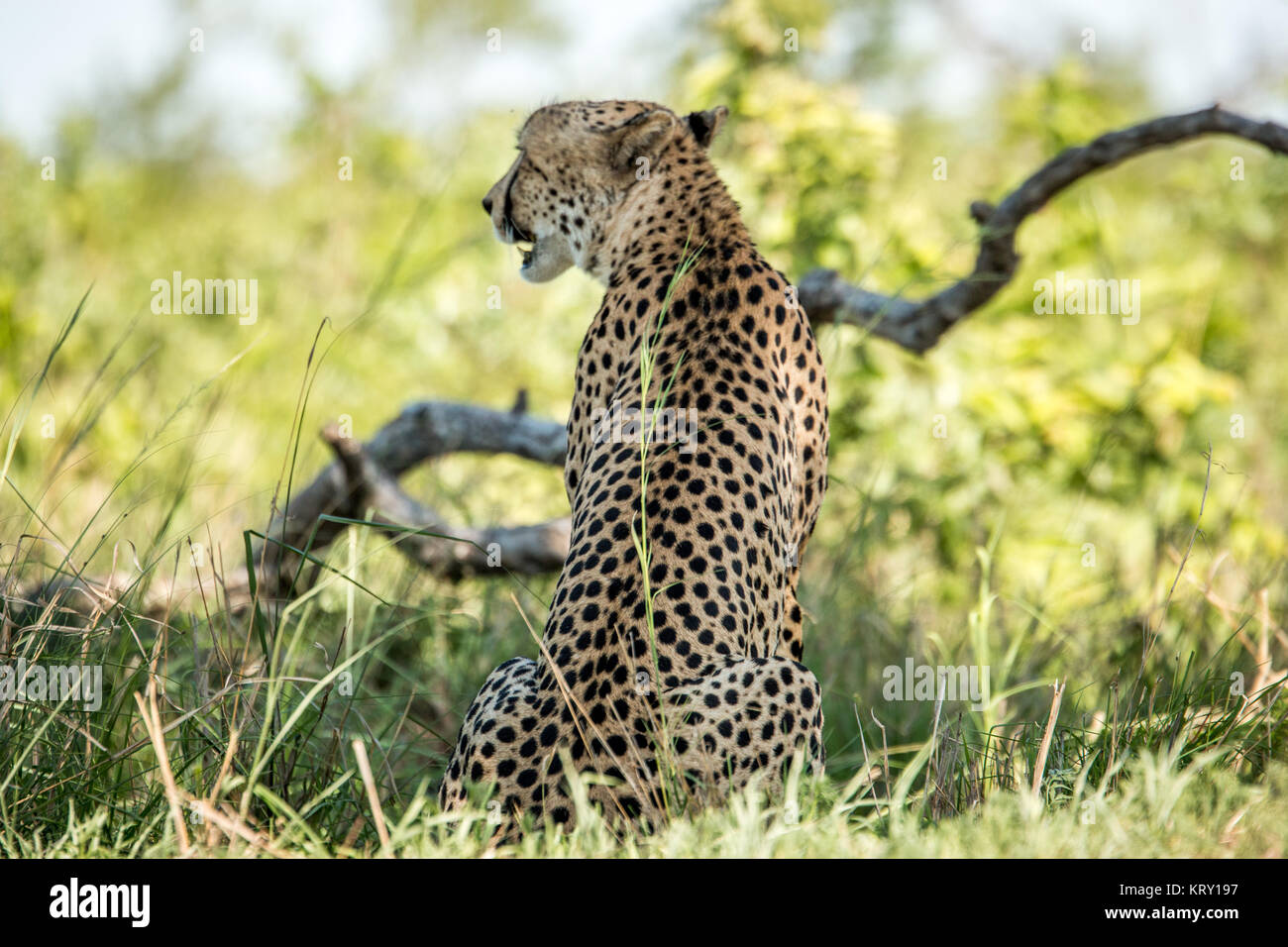 Profil de côté un guépard dans le Parc National Kruger, Afrique du Sud. Banque D'Images