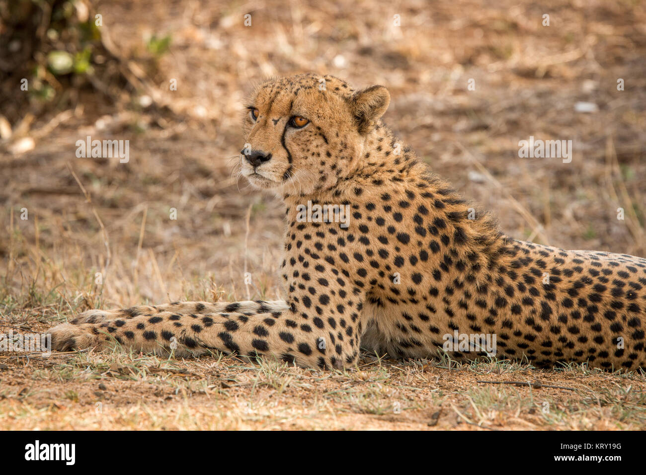 Avec Cheetah dans le Parc National Kruger, Afrique du Sud. Banque D'Images