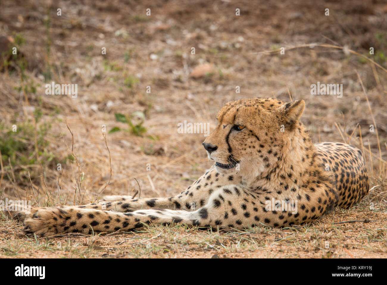 Avec Cheetah dans le Parc National Kruger, Afrique du Sud. Banque D'Images