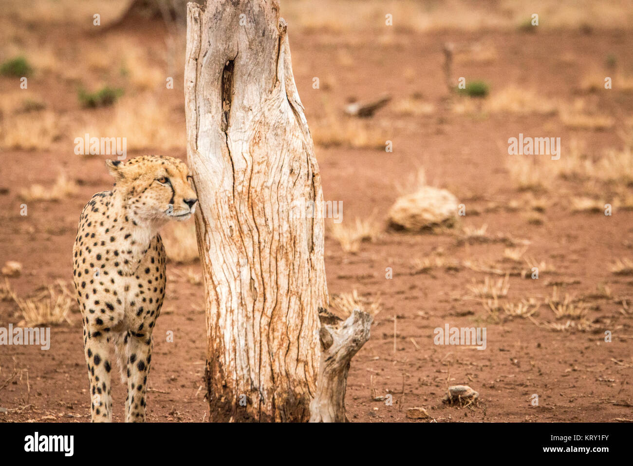 Superbe Guépard dans le Parc National Kruger, Afrique du Sud. Banque D'Images