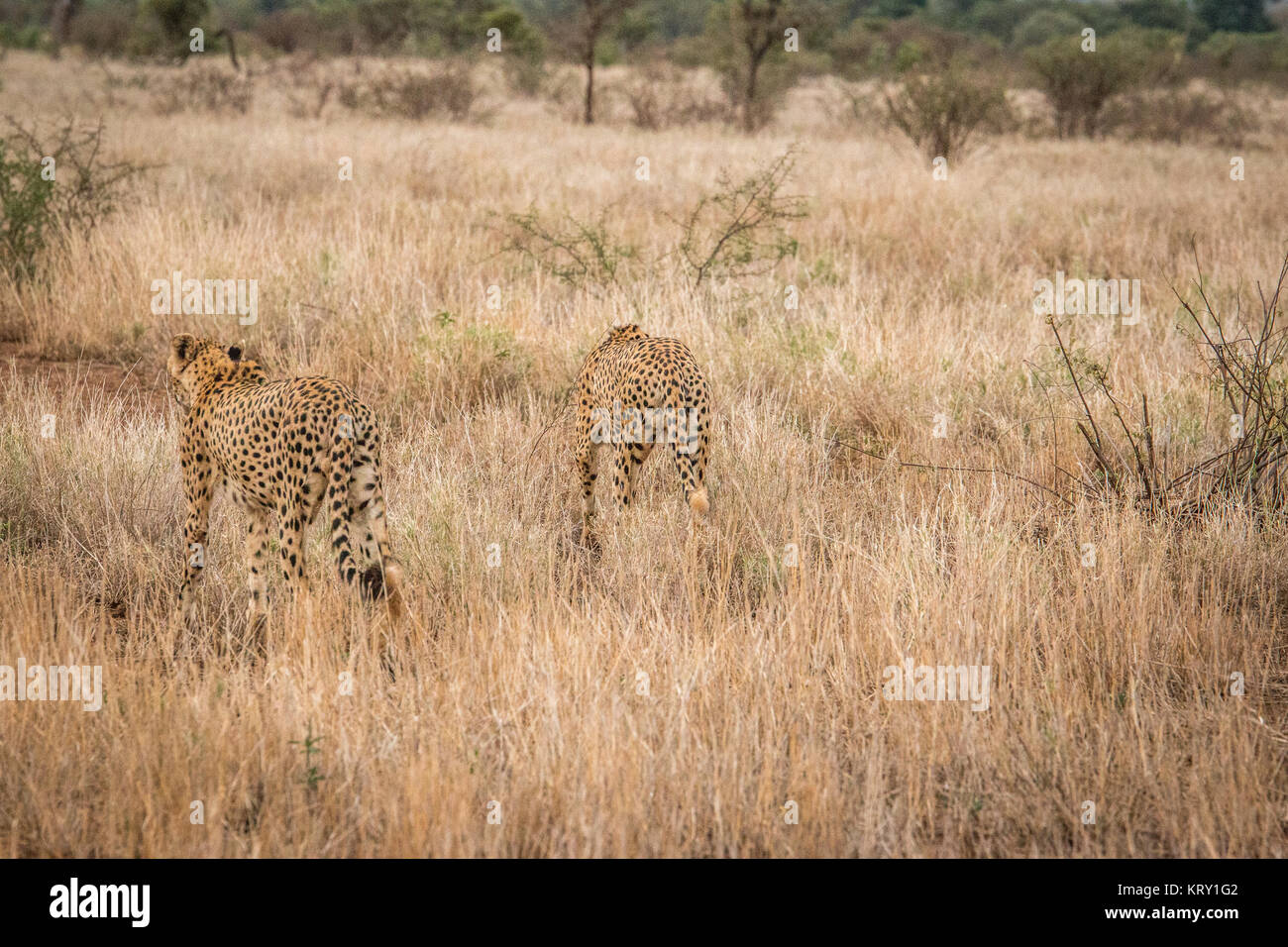Le collage des guépards dans le Parc National Kruger, Afrique du Sud. Banque D'Images