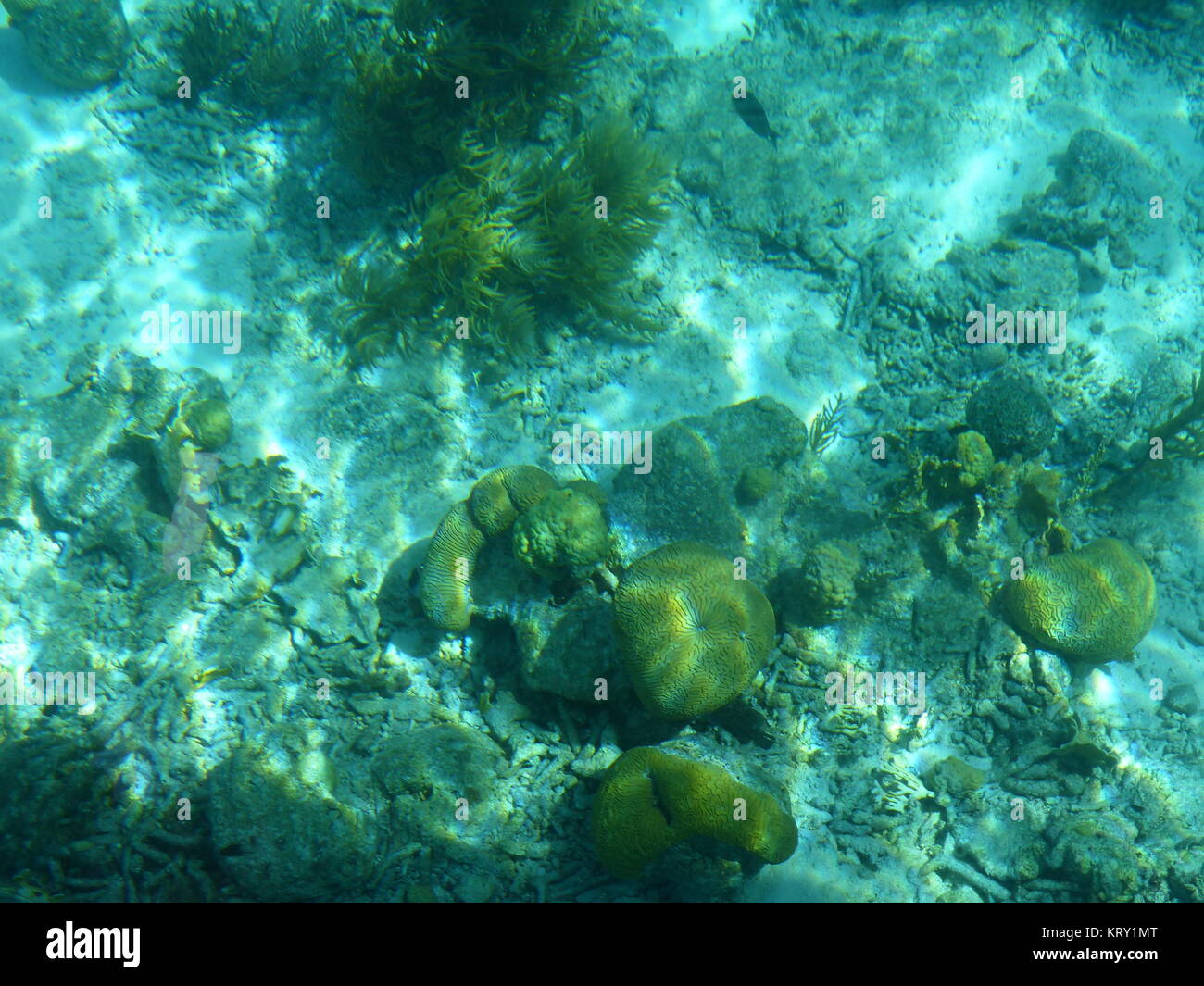 Les récifs coralliens au large de Klein Bonaire Banque D'Images
