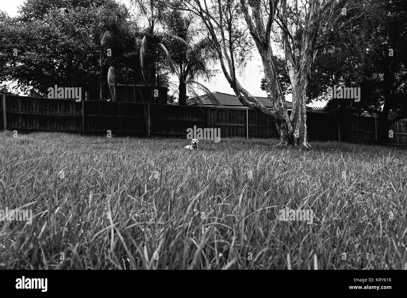 Une photo en noir et blanc d'un chien heureux dans un grand champ d'herbe dans un parc de banlieue. Banque D'Images