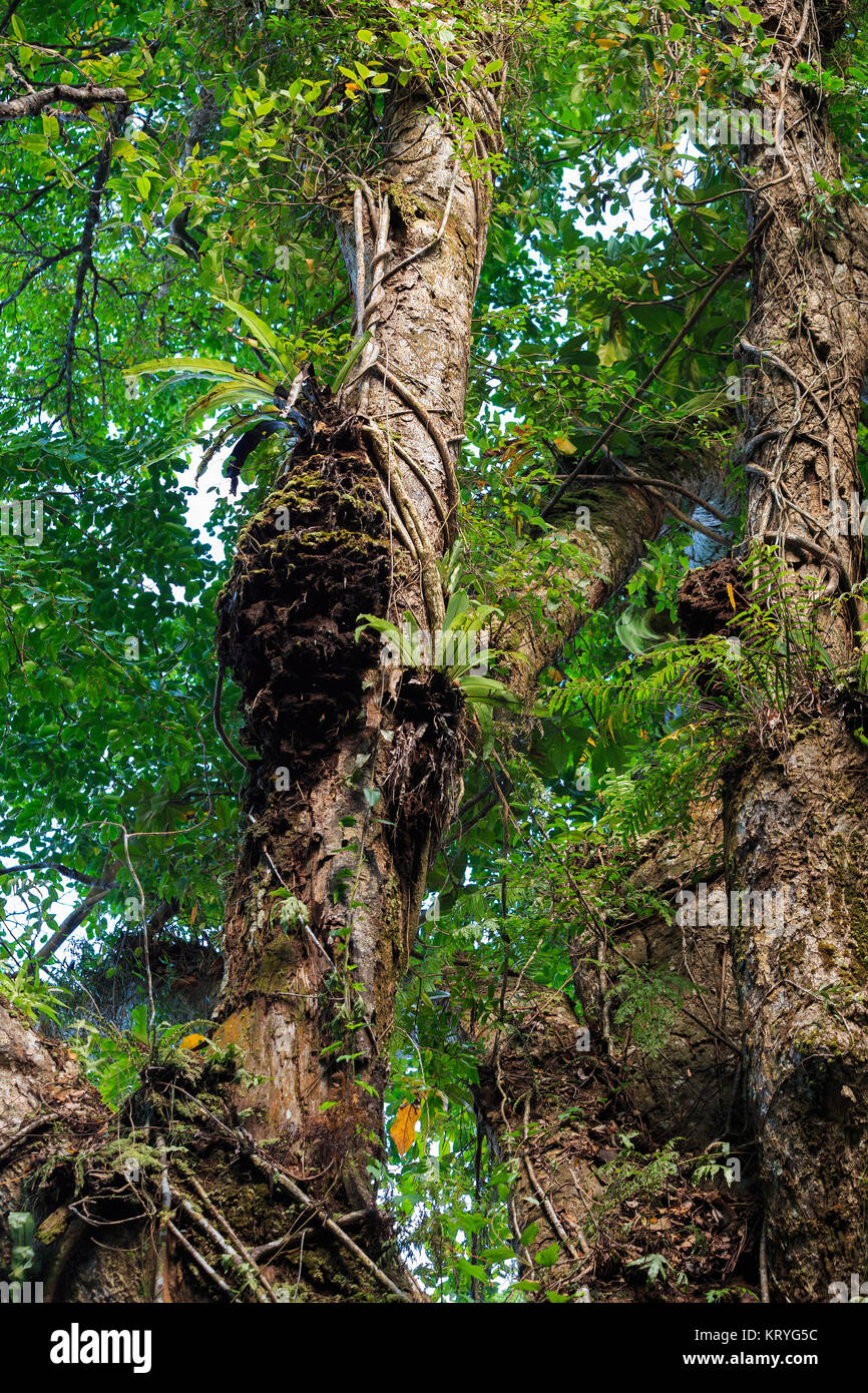 Forêt tropicale à Nosy Mangabe, Madagascar désert Banque D'Images