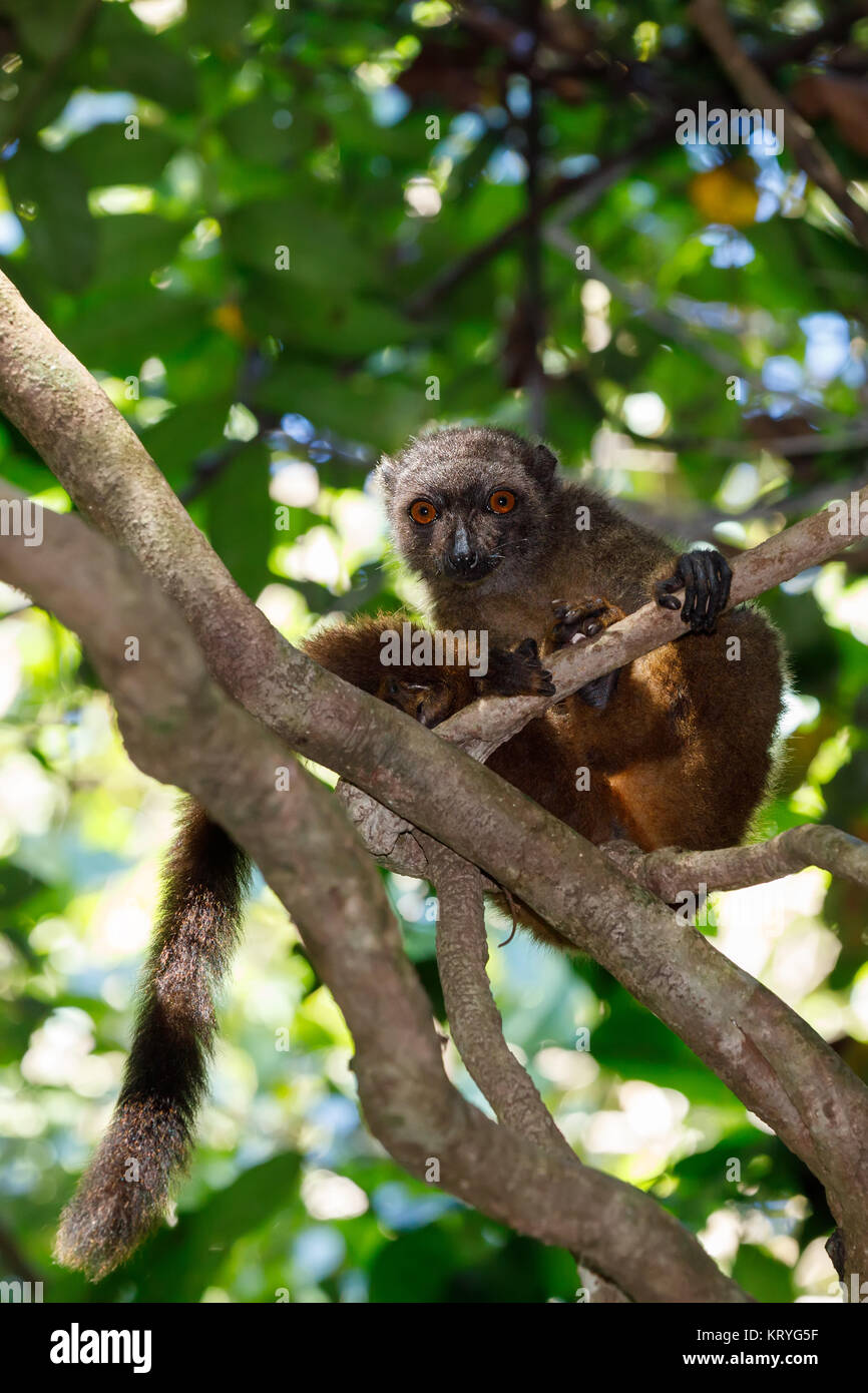 Femme à tête de faune de Madagascar lemur Banque D'Images