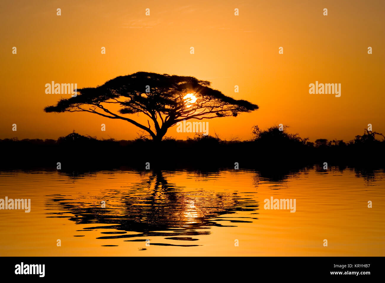 Beau lever de soleil de l'Afrique reflète sur le lac, avec l'afficheur acacia sur le parc naturel d'Amboseli, au Kenya. Banque D'Images