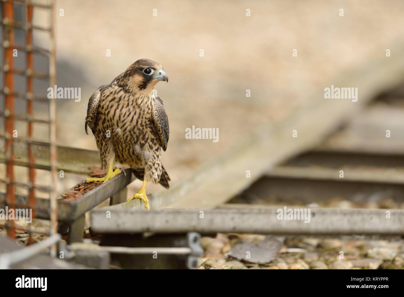Faucon pèlerin ( Falco peregrinus ), jeune adolescent, explorer son environnement, de l'habitat en territoire urbain en haut d'un toit, la faune, l'Europe. Banque D'Images