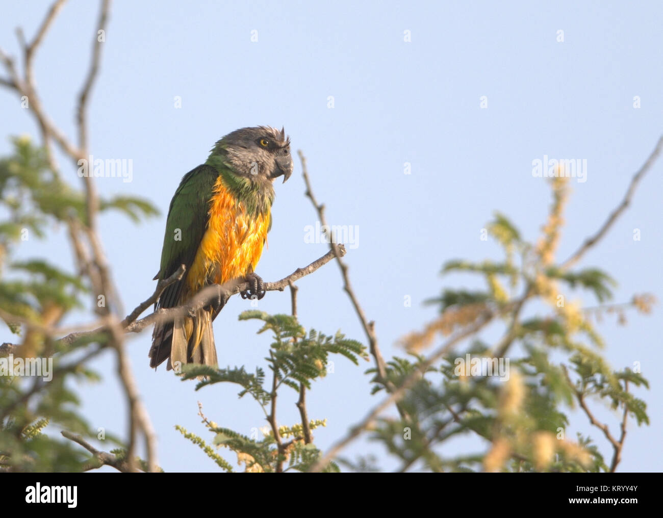 Sénégal Poicephalus senegalus perroquet perché à couvert des arbres adultes, Gambie Banque D'Images