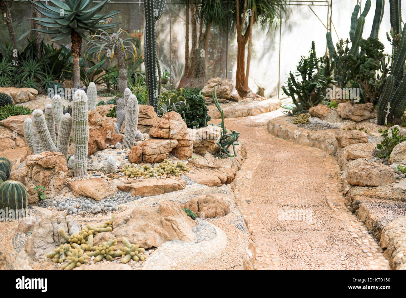 Cactus dans le jardin. plante succulente dans le parc en été Banque D'Images