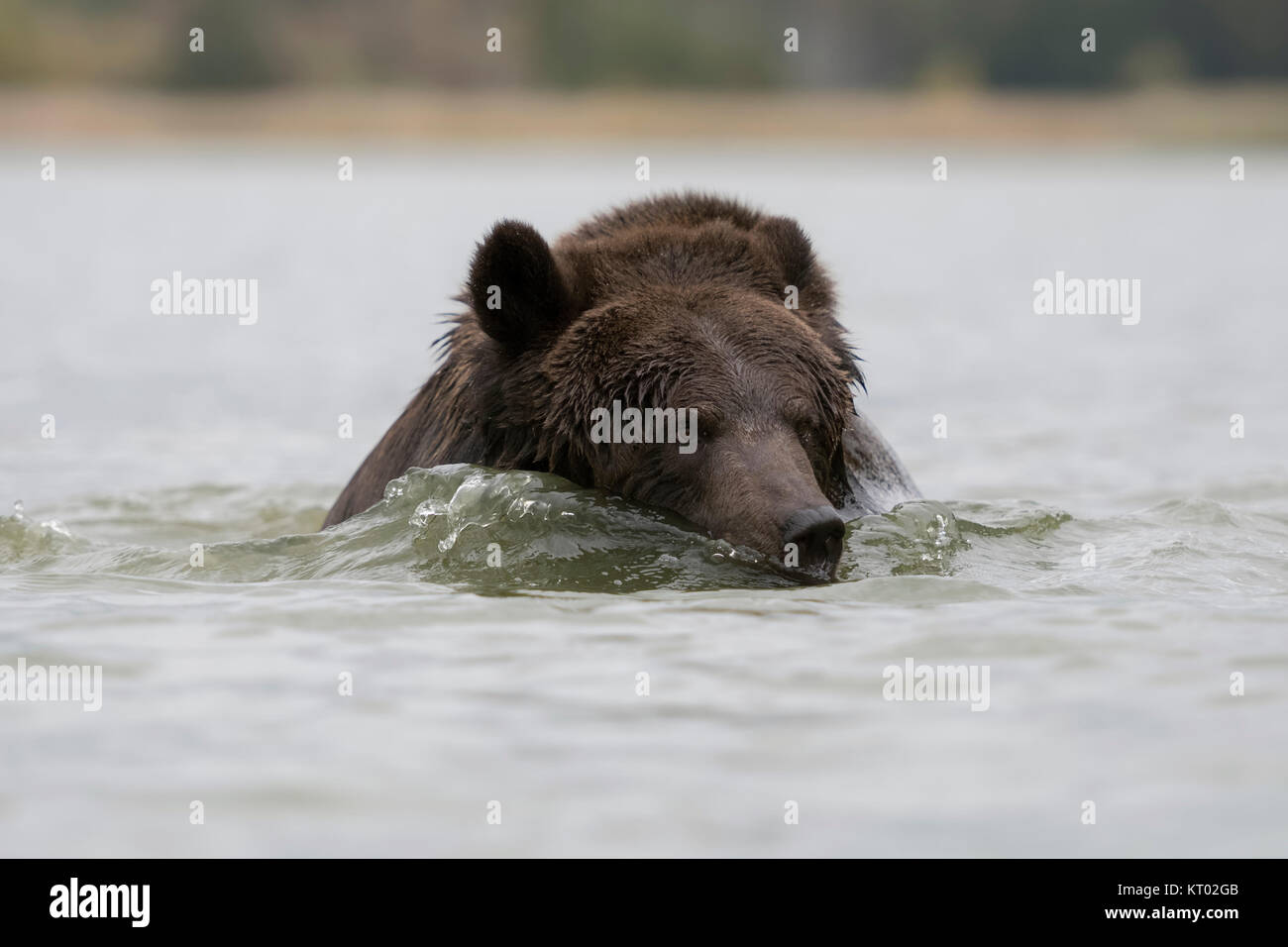 Ours brun européen Europaeischer / Braunbaer ( Ursus arctos ) natation, baignade, jouant dans l'eau, dans un lac. Banque D'Images