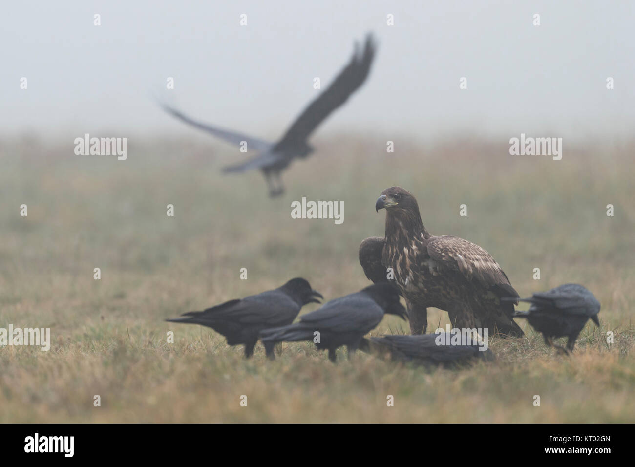 White-tailed Eagle / l'Aigle de mer / Seeadler ( Haliaeetus albicilla ), jeune, adolescent, assis sur le sol, irrités par les grands corbeaux, l'Europe. Banque D'Images