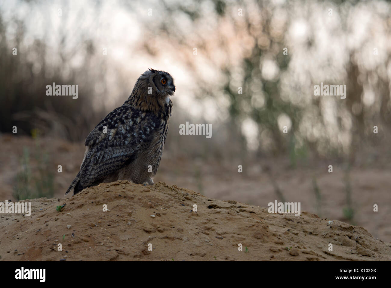 Grand / Owl Bubo bubo Europaeischer Uhu ( ), jeune oiseau, est assis sur une petite colline, au crépuscule, lumière douce, dans un cadre naturel, de la faune, de l'Europe. Banque D'Images