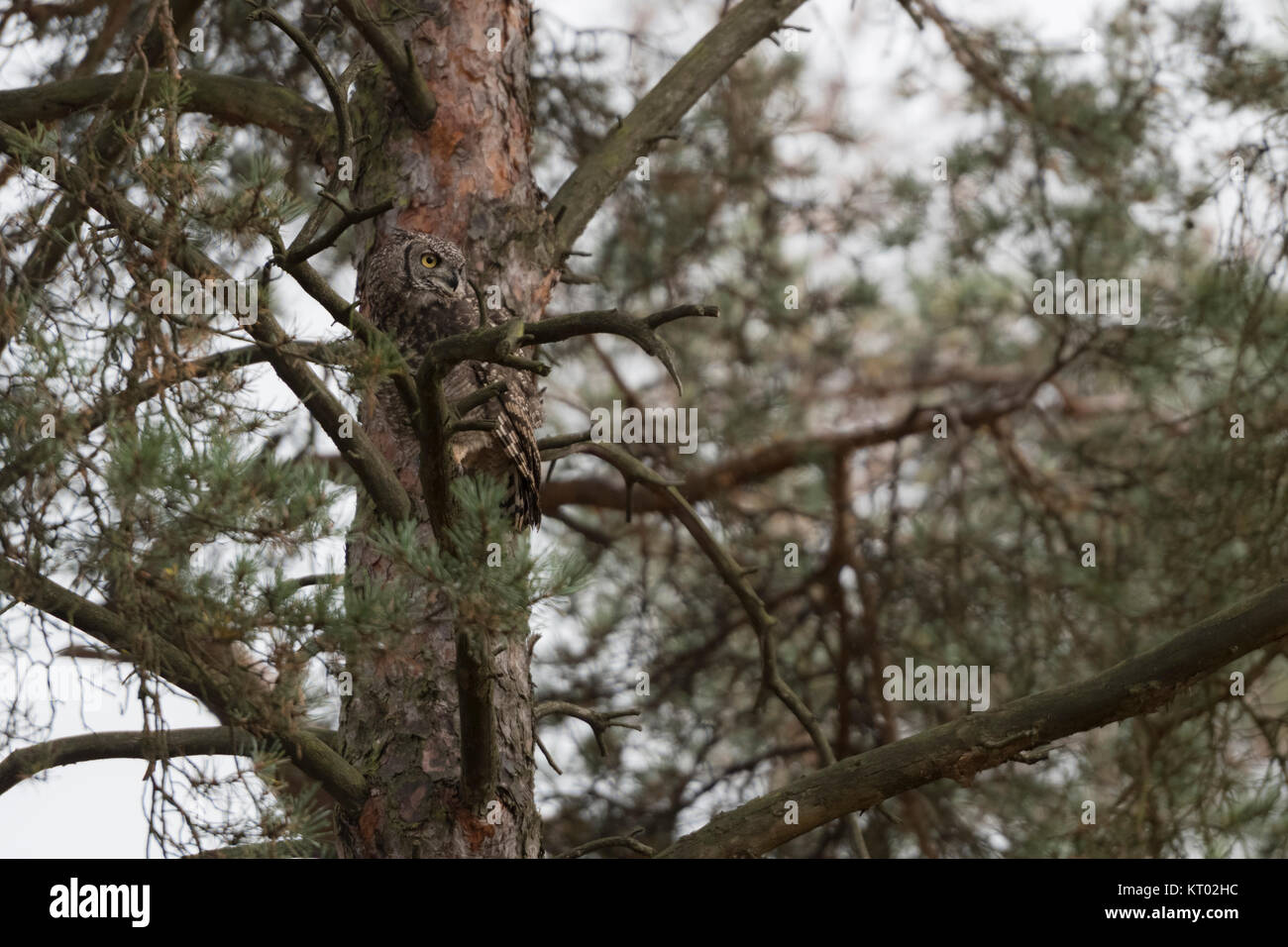 Grand Duc hibou / Virginia-Uhu / Tiger ( Bubo virginianus ) perché dans un arbre, cachée, bien camouflés, le repos, le repos au cours de la journée, à regarder. Banque D'Images