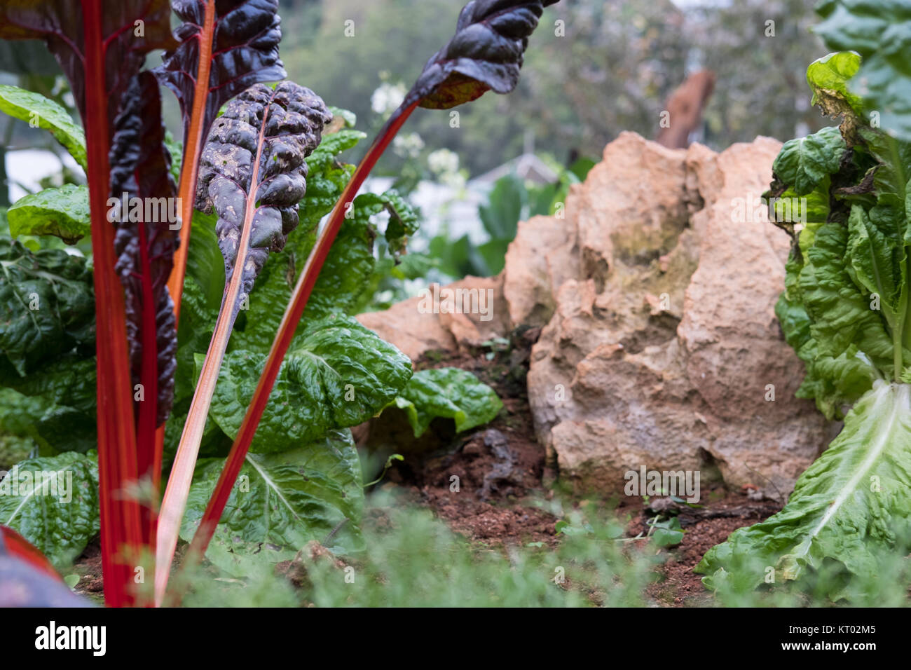 Racine de betterave bio plant growing in vegetable garden. La culture du sol. L'industrie agricole. Banque D'Images