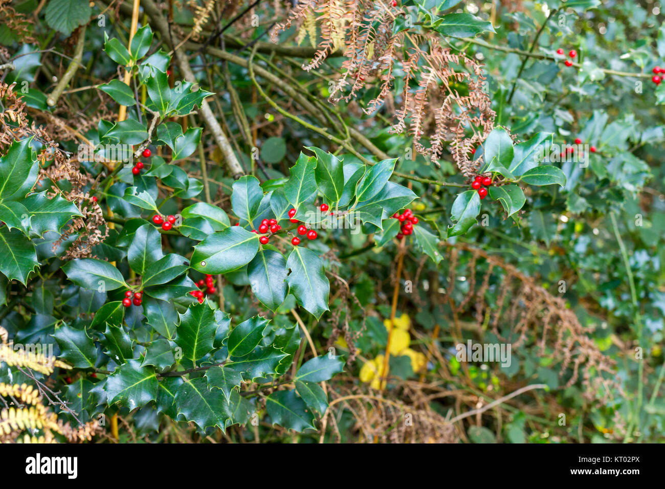 Le houx (Ilex aquifolium) poussent à l'état sauvage dans le Dorset, Royaume-Uni Banque D'Images